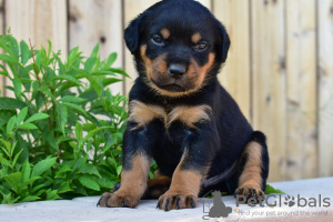 Photo №3. Wunderschöne Rottweiler-Welpen zur Adoption. Allemagne