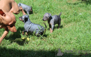 Photo №2 de l'annonce № 63283 de la vente american hairless terrier - acheter à Pologne annonce privée