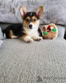 Photo №1. welsh corgi - à vendre en ville de Erottaja | négocié | Annonce №170485