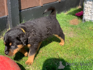 Photo №3. Chiots Rottweiler. Allemagne