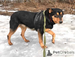 Photo №2 de l'annonce № 102688 de la vente chien bâtard - acheter à Fédération de Russie de l'abri