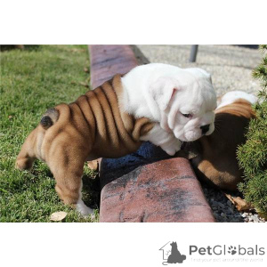 Photo №1. bulldog anglais - à vendre en ville de Clermont-Ferrand | négocié | Annonce №168300