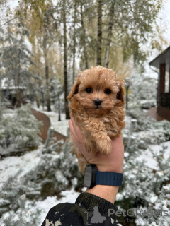 Photo №4. Je vais vendre maltipu en ville de Москва. annonce privée - prix - 183€