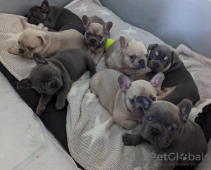 Photo №2 de l'annonce № 78560 de la vente bouledogue - acheter à La Grande-Bretagne annonce privée