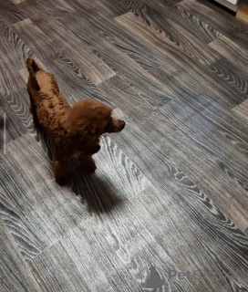 Photo №2 de l'annonce № 166159 de la vente caniche (jouet) - acheter à Ukraine annonce privée, de la fourrière, éleveur