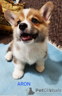 Photo №1. welsh corgi - à vendre en ville de Валево | négocié | Annonce №115204