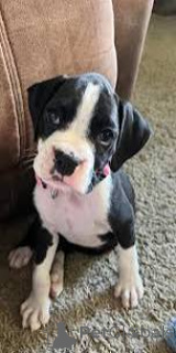 Photo №3. L'achat de Boxerpuppy. Belgique