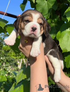 Photo №4. Je vais vendre beagle en ville de Tiraspol. annonce privée - prix - négocié
