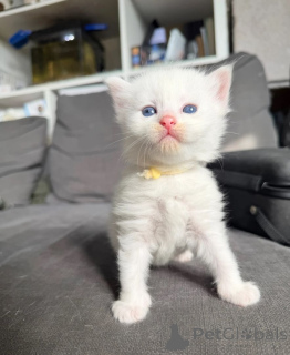 Photo №1. angora turc - à vendre en ville de Morges | 350€ | Annonce № 169329