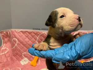 Photo №1. american bully - à vendre en ville de Панчево | 2600€ | Annonce №127733