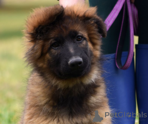 Photo №1. berger allemand - à vendre en ville de Munich | 700€ | Annonce №138525