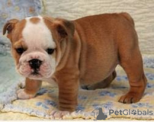 Photo №1. bulldog anglais - à vendre en ville de Prague | Gratuit | Annonce №124135