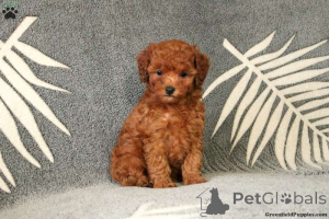 Photo №1. caniche (nain) - à vendre en ville de Xanten | 730€ | Annonce №138330