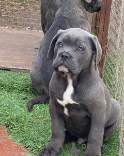 Photo №1. cane corso - à vendre en ville de Baden-Baden | négocié | Annonce №157804