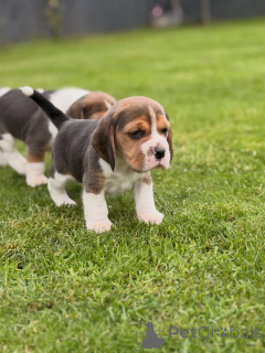 Photo №2 de l'annonce № 174969 de la vente beagle - acheter à Allemagne annonce privée