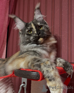 Photo №2 de l'annonce № 155322 de la vente maine coon - acheter à Norvège annonce privée