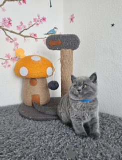 Photo №1. british shorthair - à vendre en ville de Wolfsburg | 350€ | Annonce № 150493