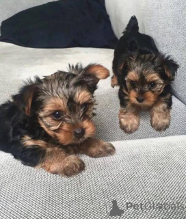 Photo №1. yorkshire terrier - à vendre en ville de Baden-Baden | négocié | Annonce №167384