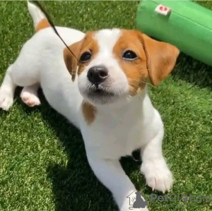 Photo №3. Beaux chiots Jack Russell miniatures Business WhatsApp 37256062792. La finlande