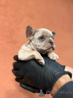 Photo №1. bouledogue - à vendre en ville de Kragujevac | négocié | Annonce №155619