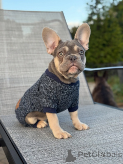 Photo №1. bouledogue - à vendre en ville de Munich | négocié | Annonce №152121