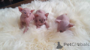 Photo №4. Je vais vendre sphynx en ville de Anderlecht. annonce privée, éleveur - prix - 1000€
