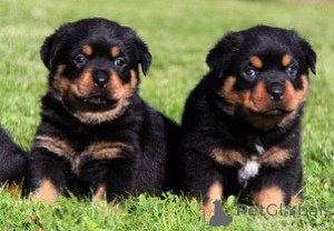 Photo №1. rottweiler - à vendre en ville de Prague | négocié | Annonce №178298