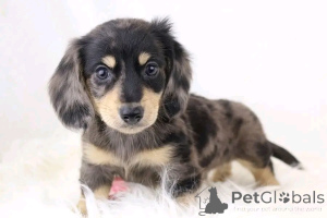 Photo №3. Mignons et adorables chiots teckel à vendre, contactez WhatsApp Business. Allemagne