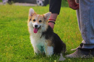 Photo №1. welsh corgi - à vendre en ville de Bačka Topola | 15€ | Annonce №141164