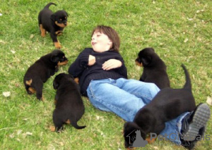 Photo №3. Chiots Rottweiler de race pure à adopter. La Roumanie