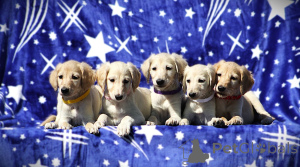 Photo №2 de l'annonce № 138460 de la vente  - acheter à Serbie 