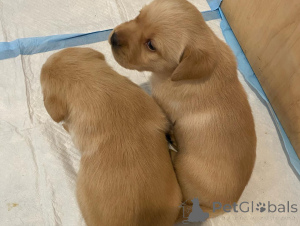 Photo №2 de l'annonce № 162469 de la vente labrador retriever - acheter à Allemagne éleveur