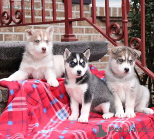 Photo №1. husky de sibérie - à vendre en ville de Hiidenvaara | négocié | Annonce №162118