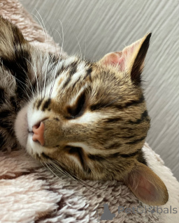 Photo №2 de l'annonce № 135148 de la vente ocicat - acheter à France éleveur