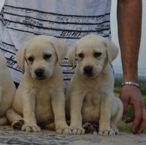 Photo №2 de l'annonce № 111767 de la vente labrador retriever - acheter à Serbie éleveur