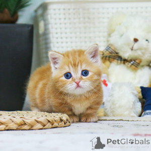 Photo №4. Je vais vendre munchkin en ville de Aberts. éleveur - prix - 291€