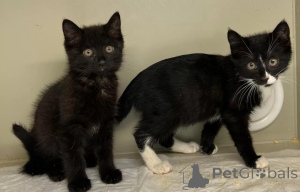 Photo №1.  - à vendre en ville de Rivière moscou | Gratuit | Annonce № 149041