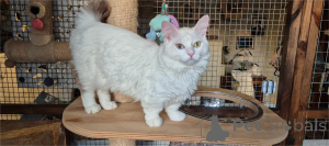 Photo №1. munchkin - à vendre en ville de Alsdorf | 350€ | Annonce № 153205