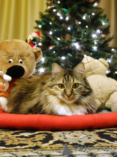Photo №3. Le chat domestique tricolore Delka est entre de bonnes mains. Fédération de Russie