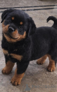 Photo №2 de l'annonce № 168419 de la vente rottweiler - acheter à Pays Bas éleveur