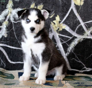 Photo №3. Husky sibérien noir et blanc à vendre Vendre. USA