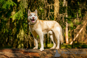 Photos supplémentaires: Le beau husky Hart est entre de bonnes mains