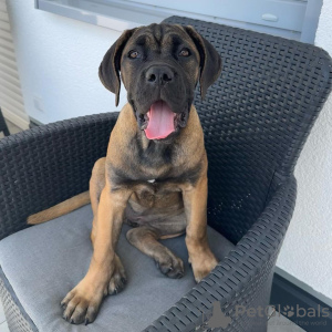 Photo №1. cane corso - à vendre en ville de Роттердам | 600€ | Annonce №119548