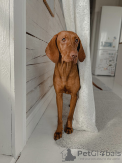 Photos supplémentaires: Chiots du Hongrois Vizsla