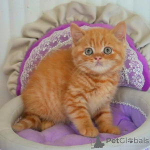 Photo №1. british shorthair - à vendre en ville de Grimsy | négocié | Annonce № 173826