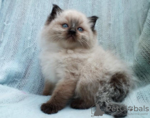 Photo №1. ragdoll - à vendre en ville de Cologne | Gratuit | Annonce № 101597