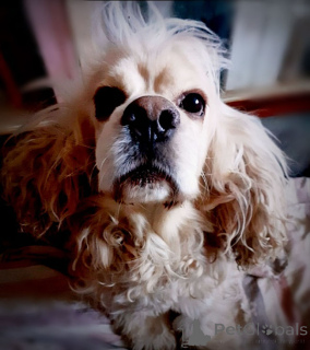 Photo №3. Le cocker américain Tosha cherche un foyer. Fédération de Russie