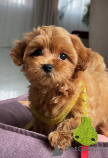 Photo №2 de l'annonce № 163963 de la vente bichon maltais - acheter à Allemagne éleveur