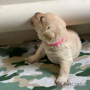 Photo №2 de l'annonce № 120835 de la vente labrador retriever - acheter à Nouvelle zélande éleveur