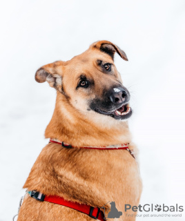 Photo №1. chien bâtard - à vendre en ville de Москва | Gratuit | Annonce №92072